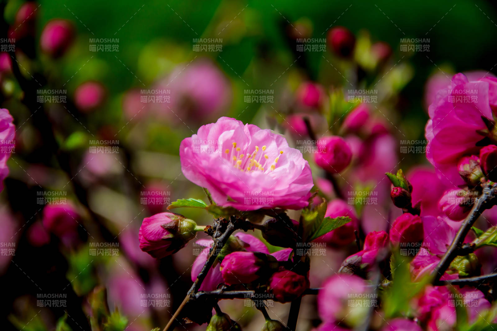 粉樱绽放 春意盎然图片