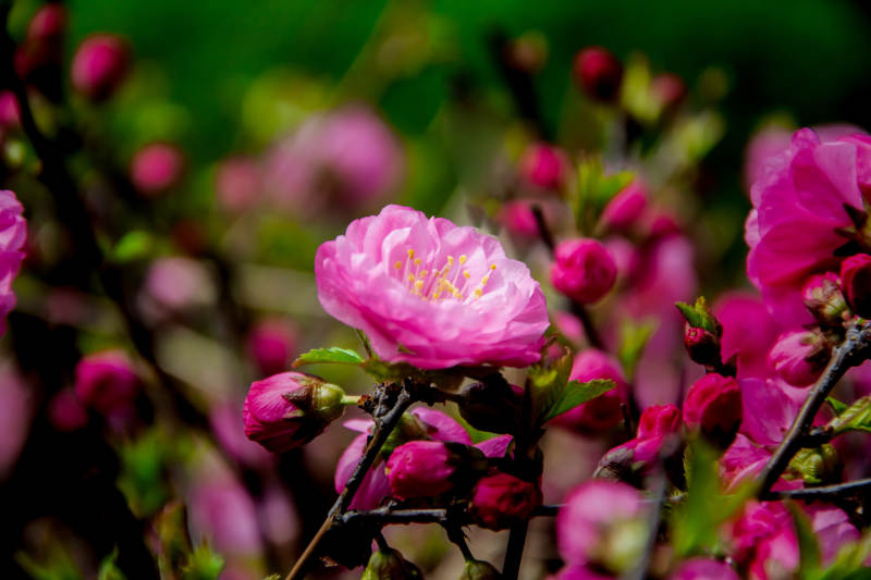 粉樱绽放 春意盎然图片