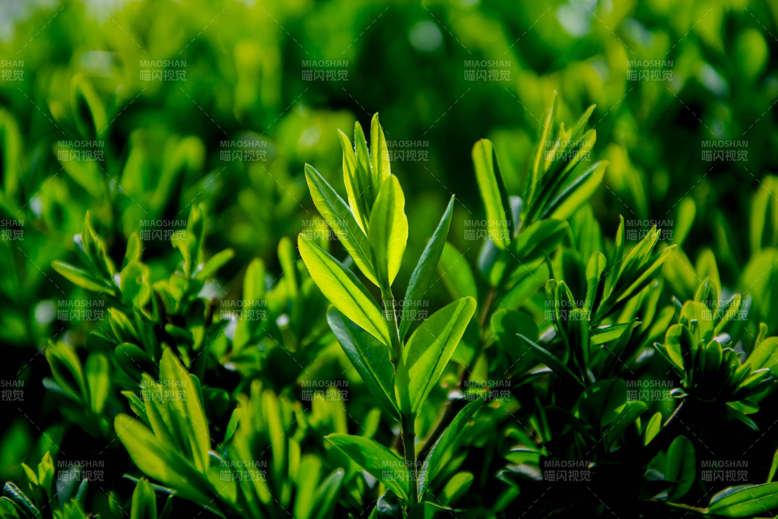 绿意盎然 新叶初绽图片