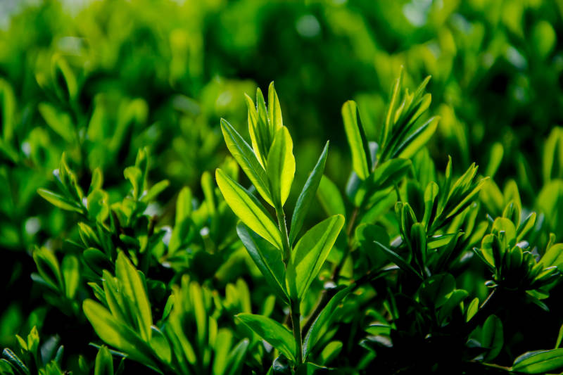 绿意盎然 新叶初绽图片