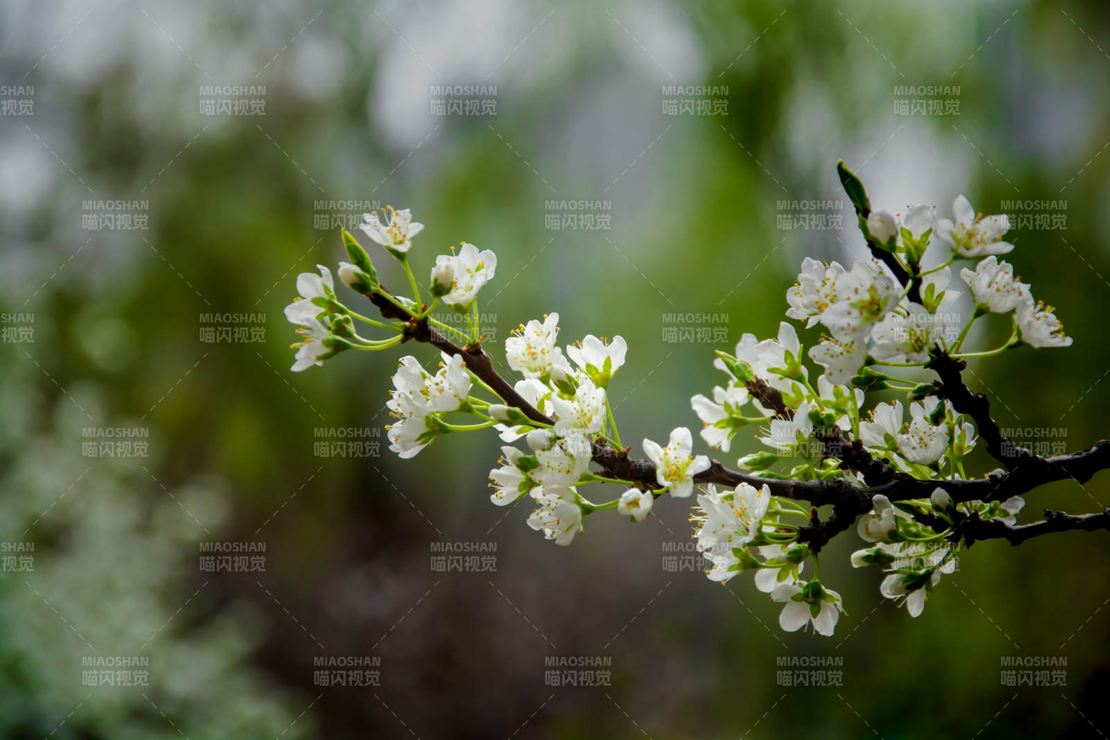 梨花枝头绽 春意正浓时图片