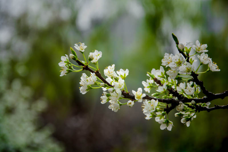 梨花枝头绽 春意正浓时图片