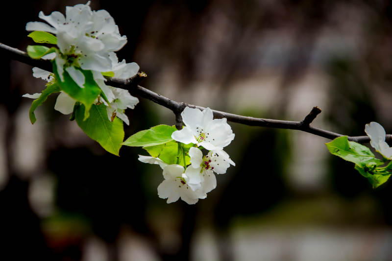 春花绽放 枝头雪白芬芳图片
