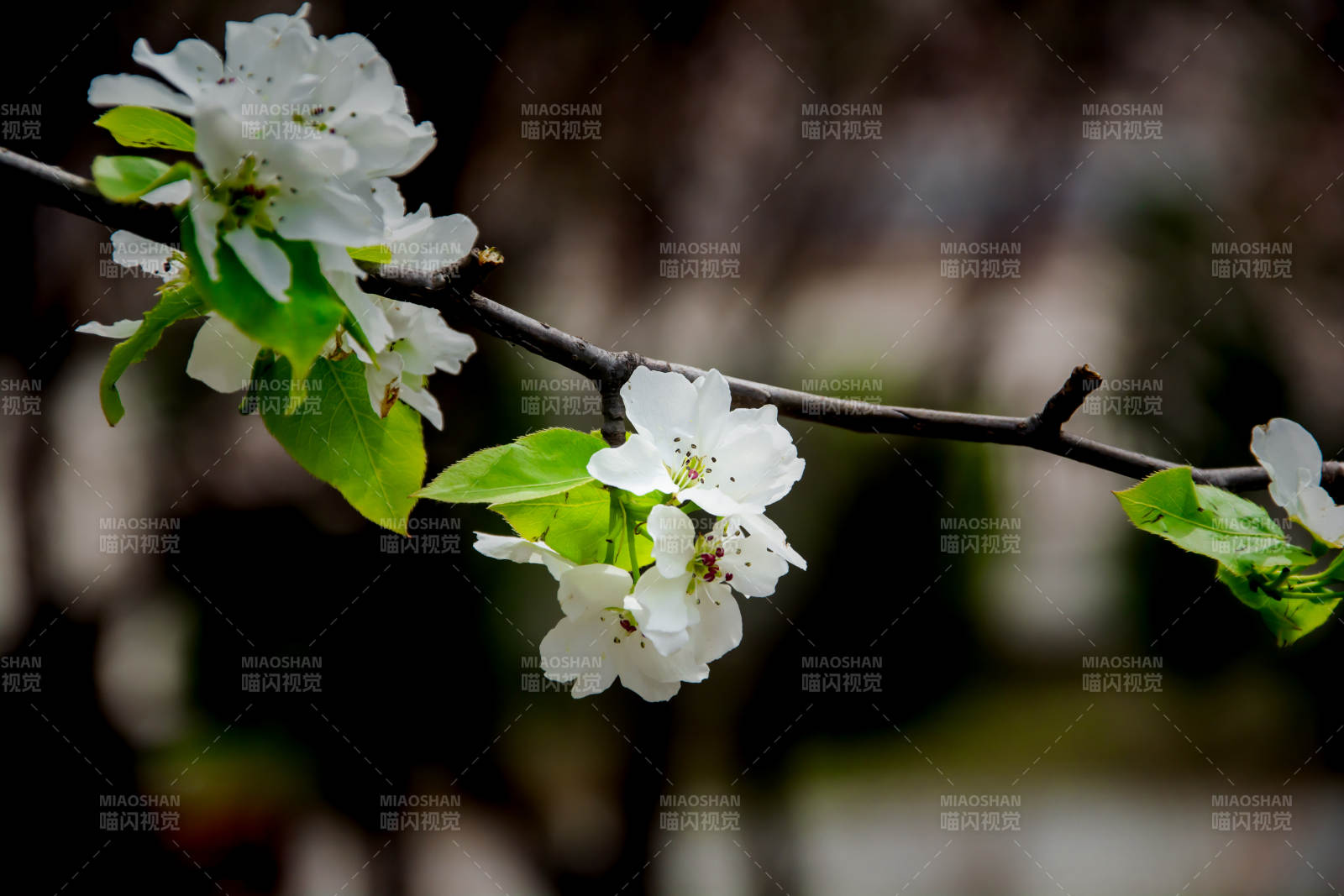 春花绽放 枝头雪白芬芳图片