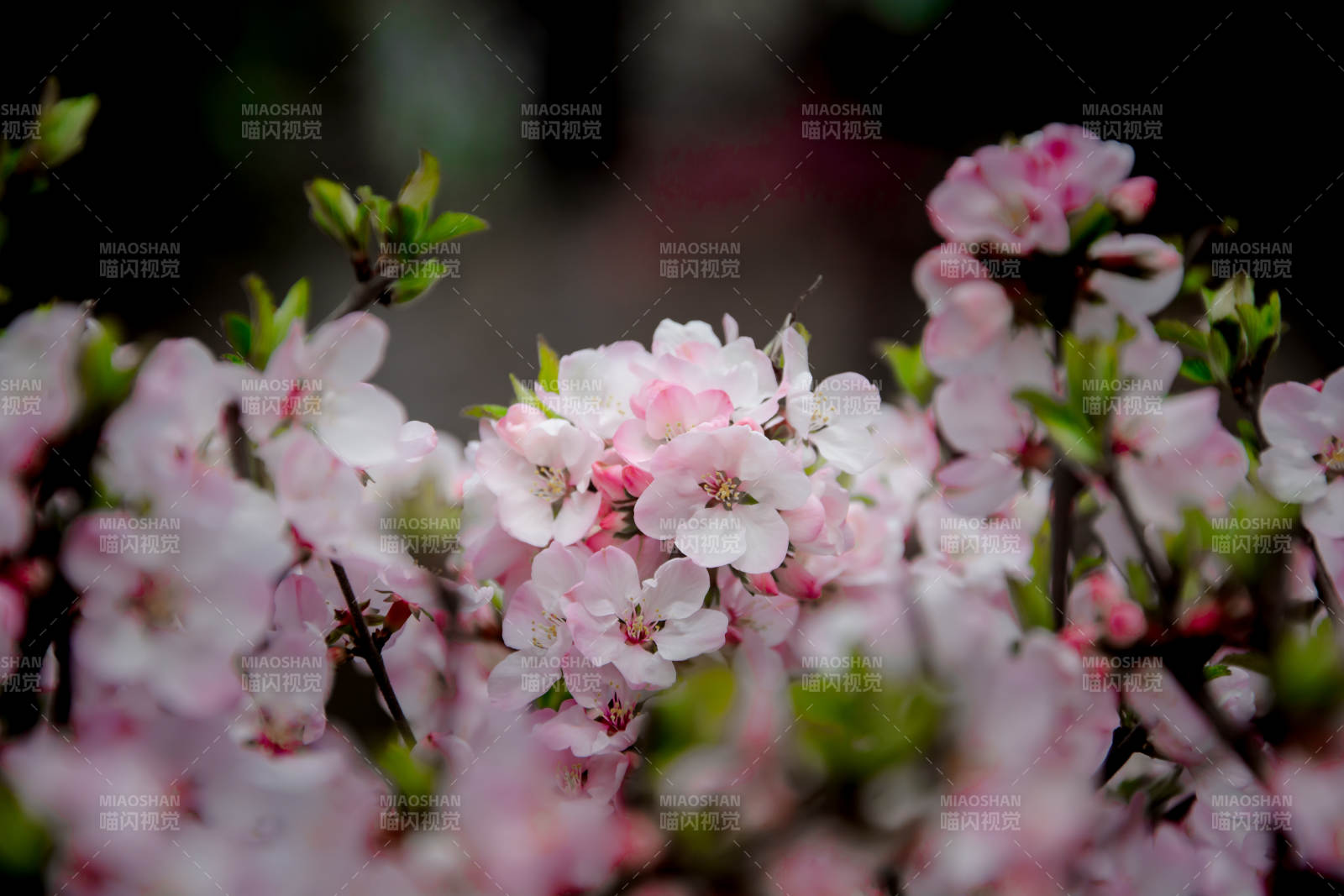 春花绽放 粉白相间美如画图片