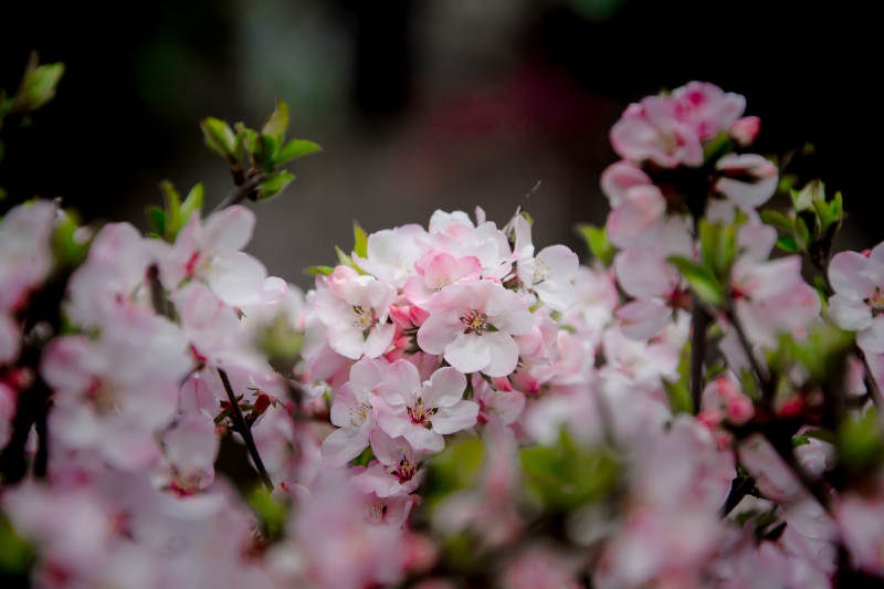 春花绽放 粉白相间美如画图片