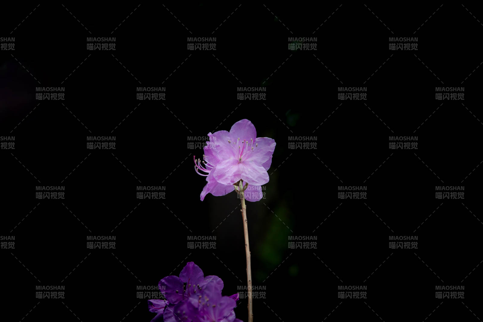 暗夜紫花 静谧绽放图片