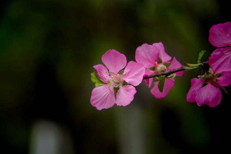 粉花枝头绽 春意悄然来图片