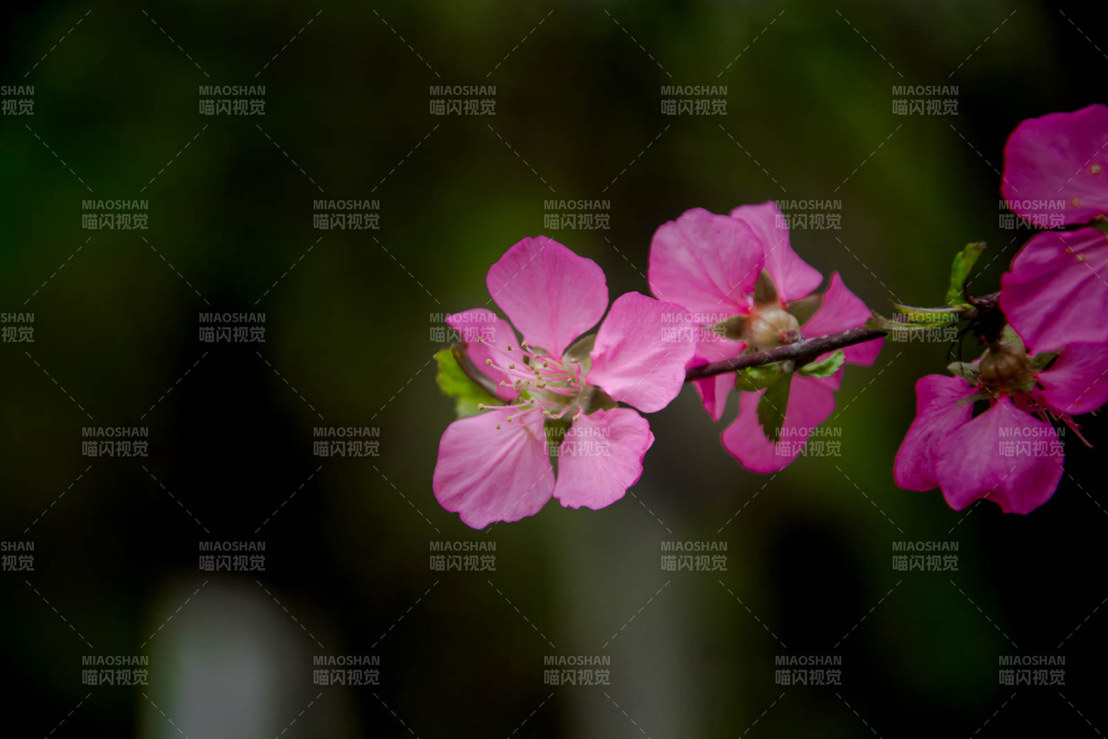 粉花枝头绽 春意悄然来图片