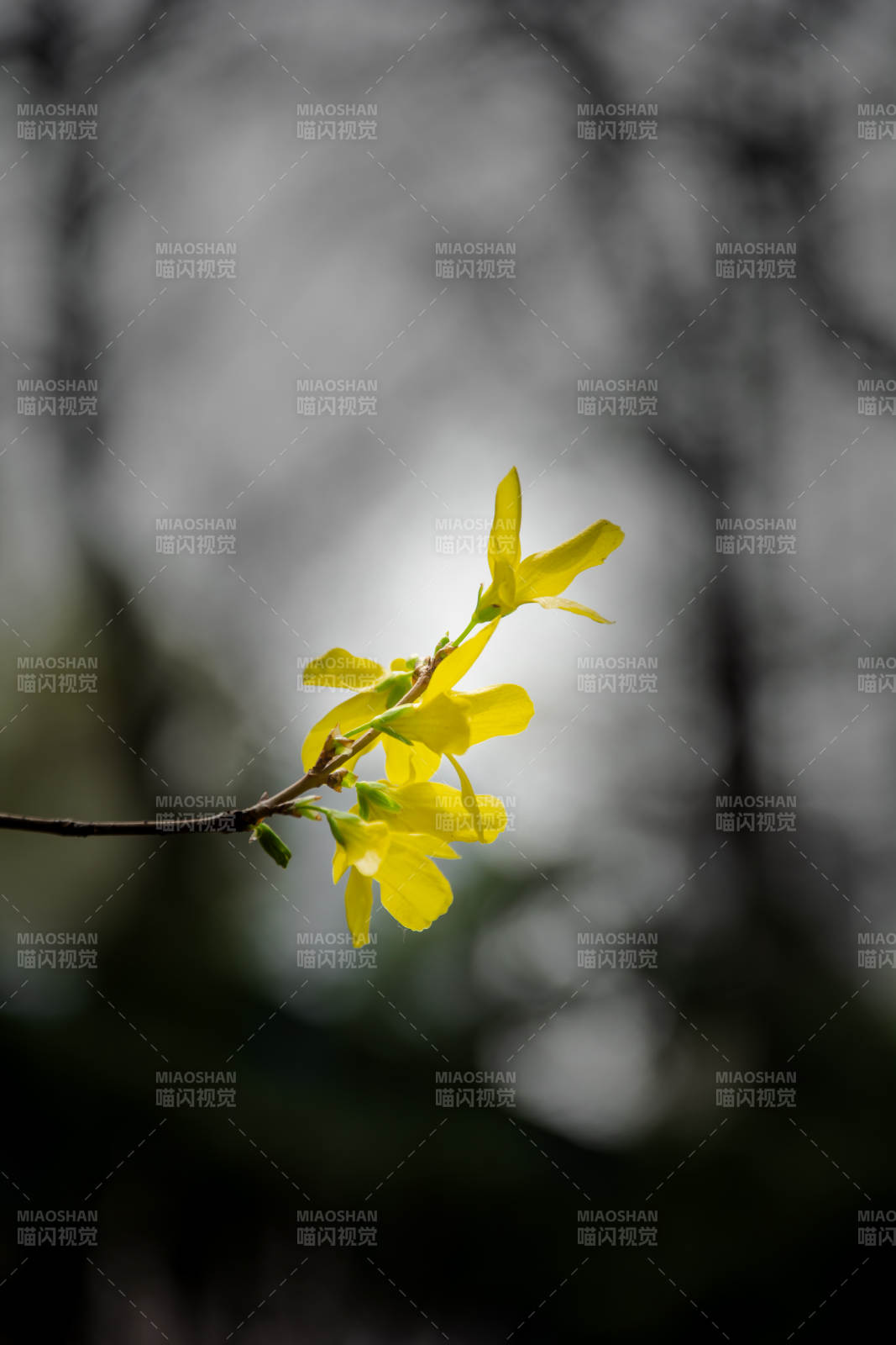 黄花枝头 春意初绽图片