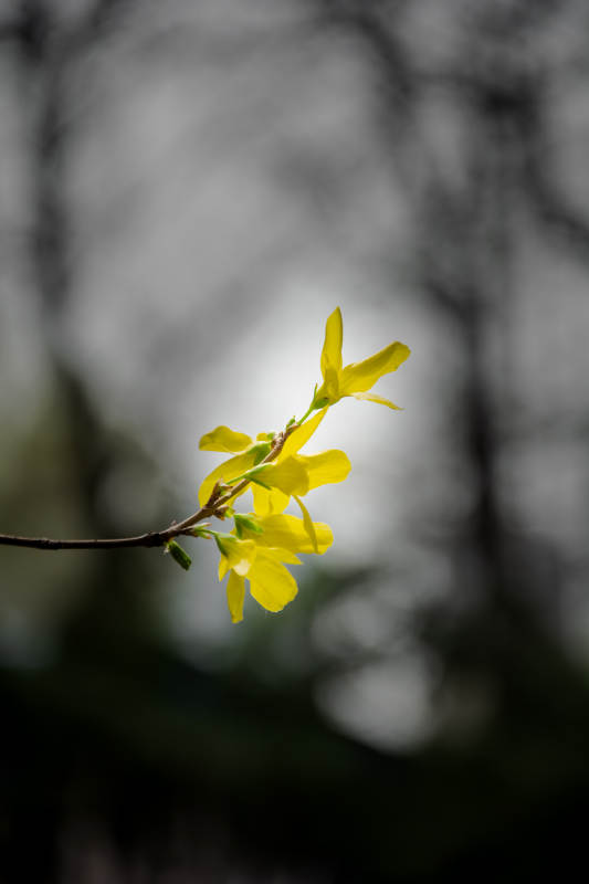 黄花枝头 春意初绽图片