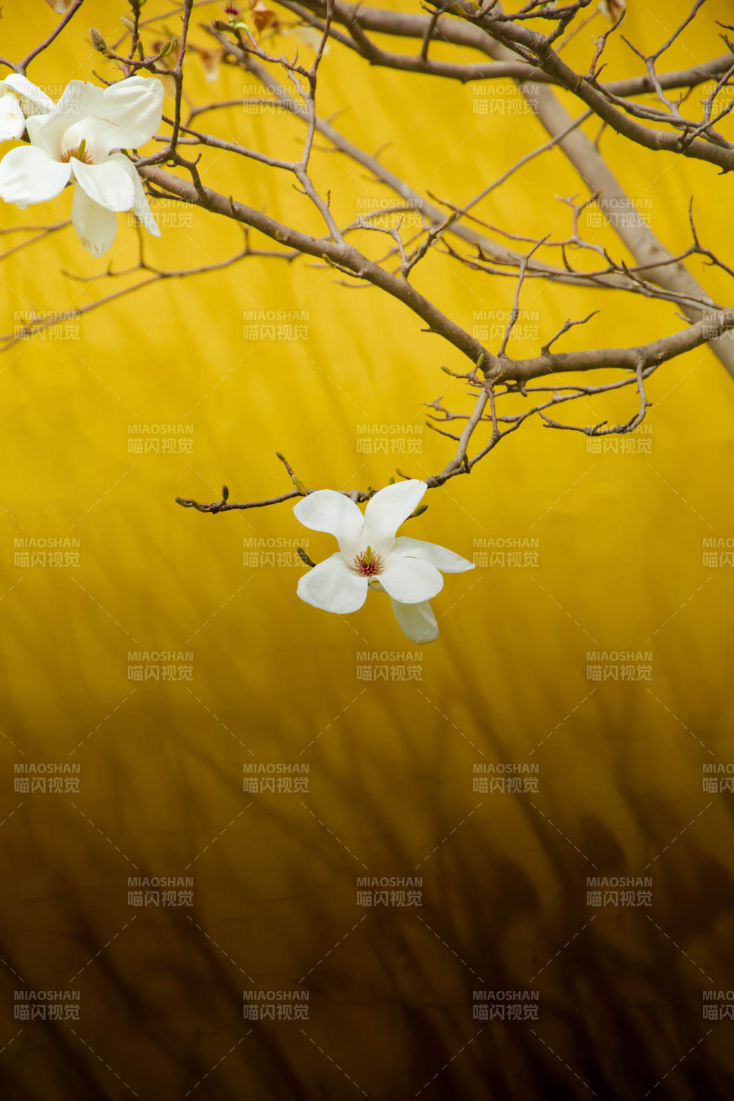 黄墙白花 枝头春意浓图片