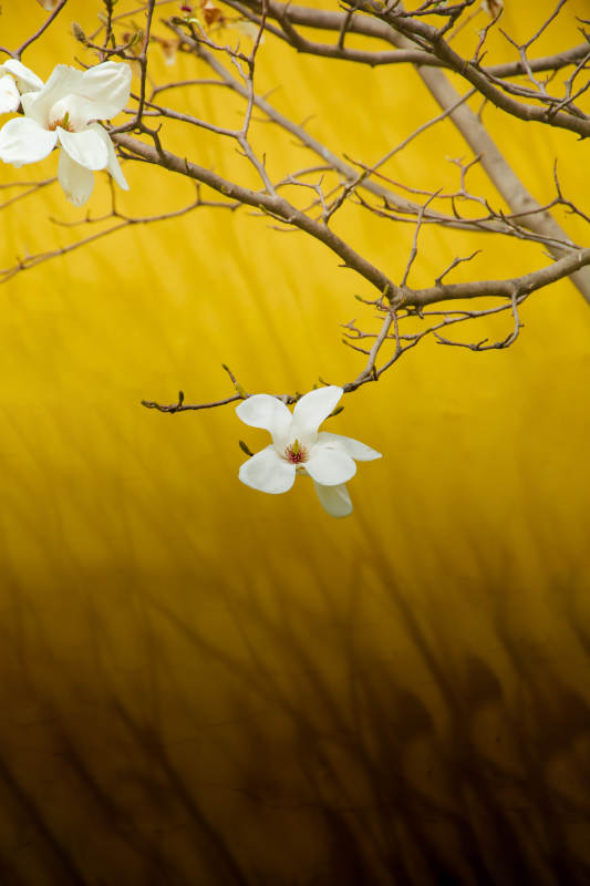 黄墙白花 枝头春意浓图片