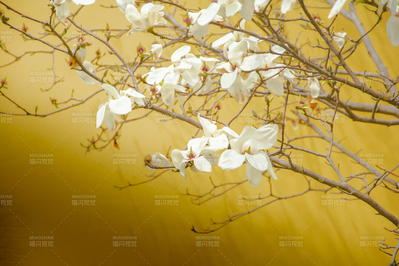 白花映黄墙 春意盎然时图片