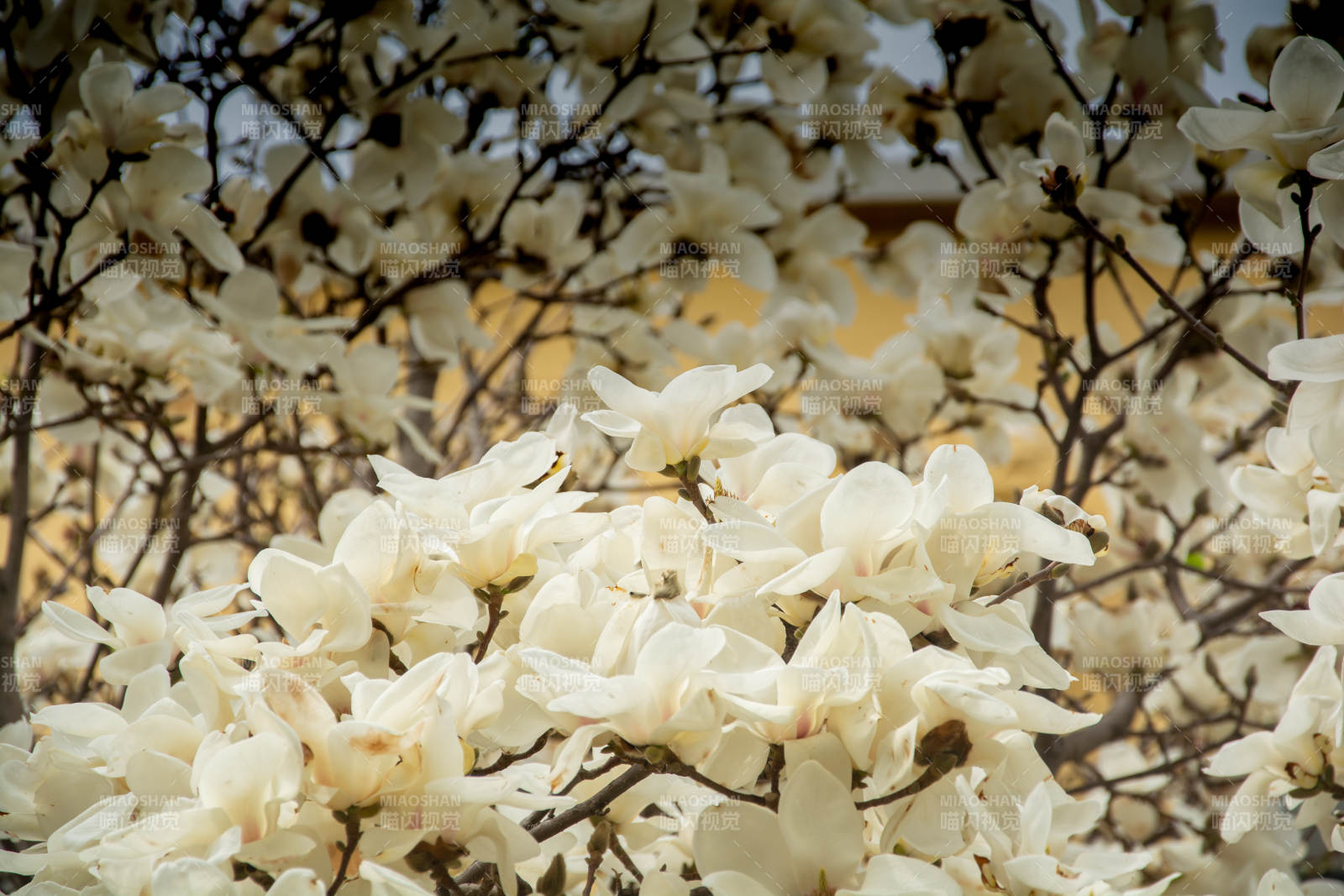 白玉兰盛放 春日满枝香图片