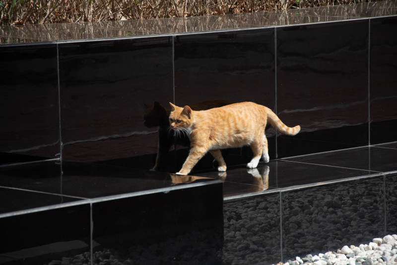 橘猫踏黑砖 倒影随行图片