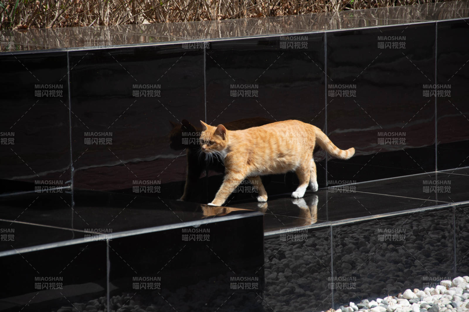橘猫踏黑砖 倒影随行图片