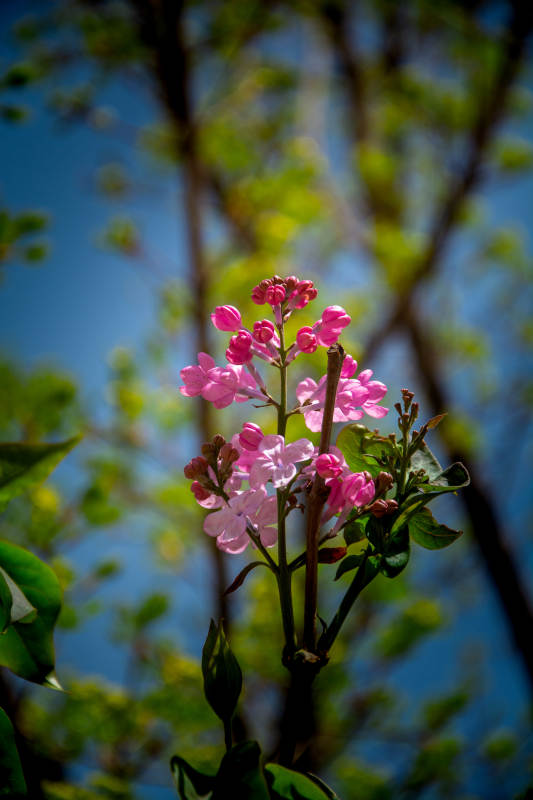 粉花映蓝天 春意正浓时图片