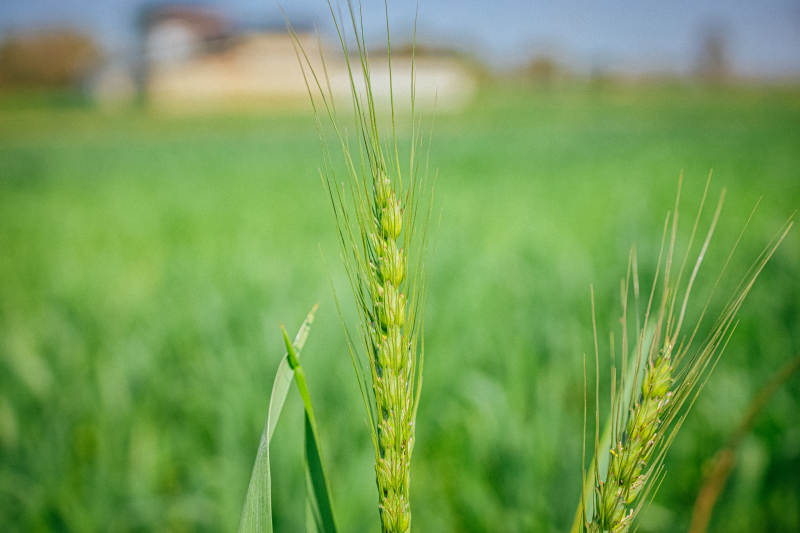 青麦穗田野特写图片