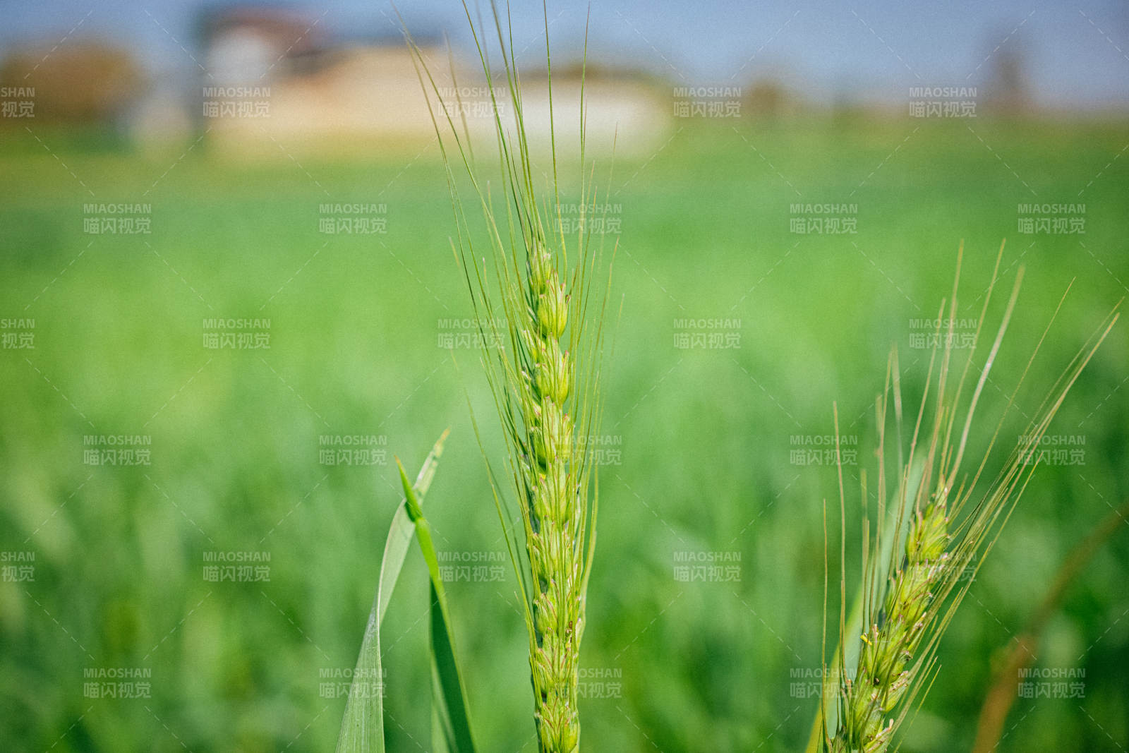 青麦穗田野特写图片