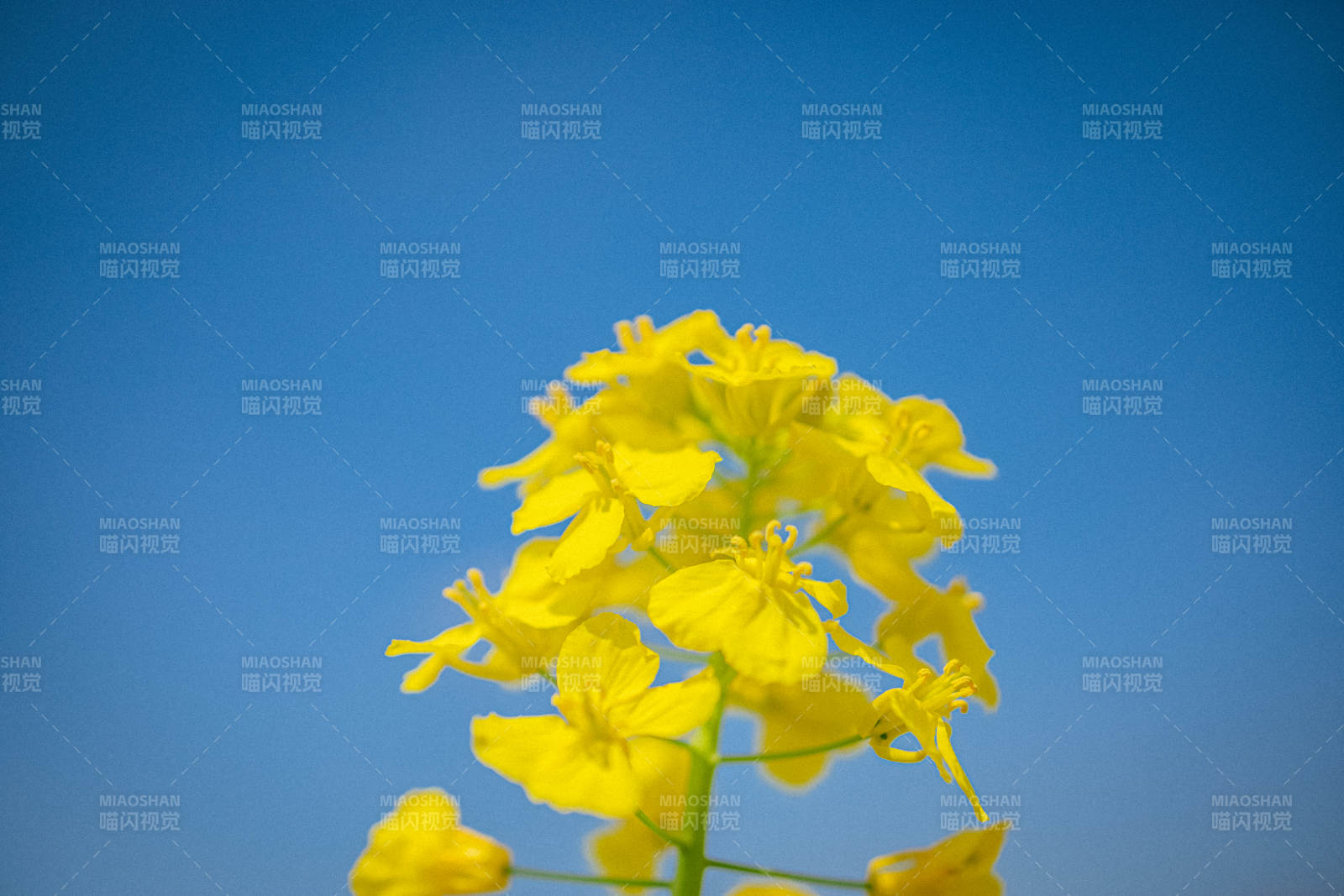 黄花映蓝天 春意盎然时图片