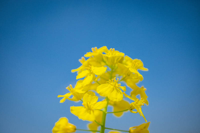黄花映蓝天 春意盎然时图片