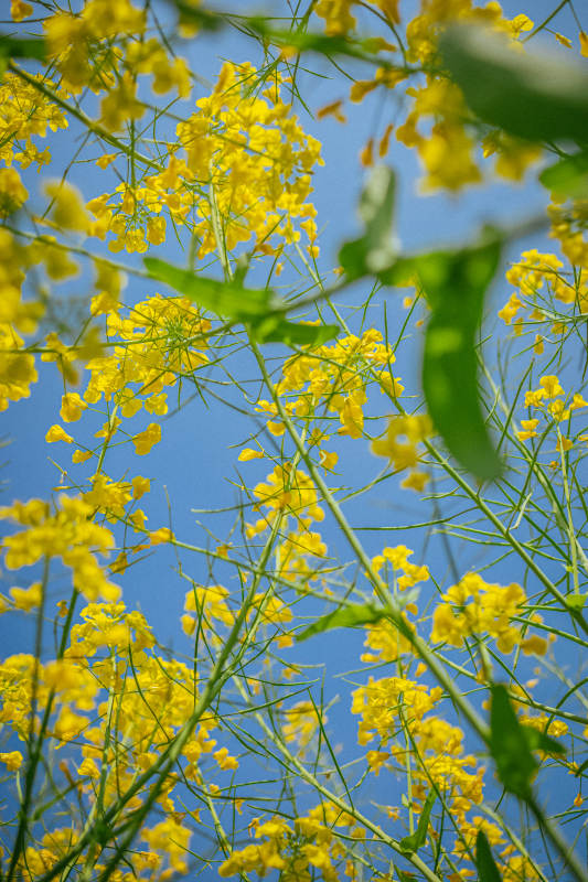 黄花映蓝天 春意盎然时图片
