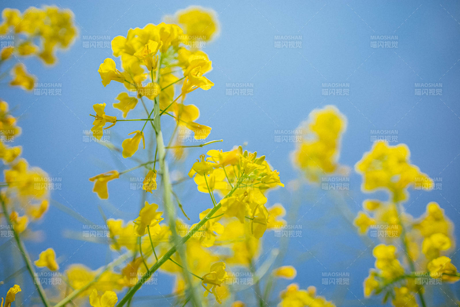 黄花映蓝天 春日正灿烂图片
