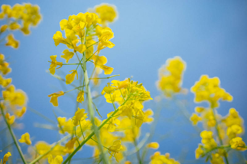 黄花映蓝天 春日正灿烂图片