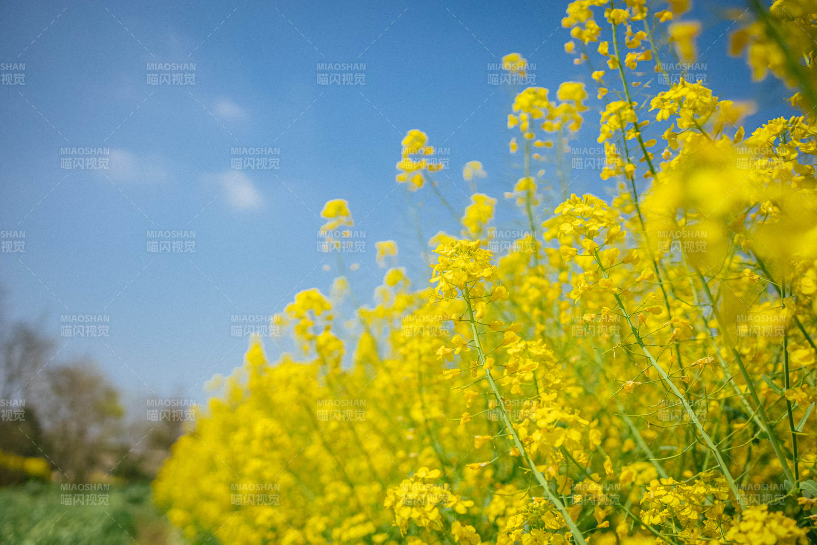 油菜花田映蓝天图片