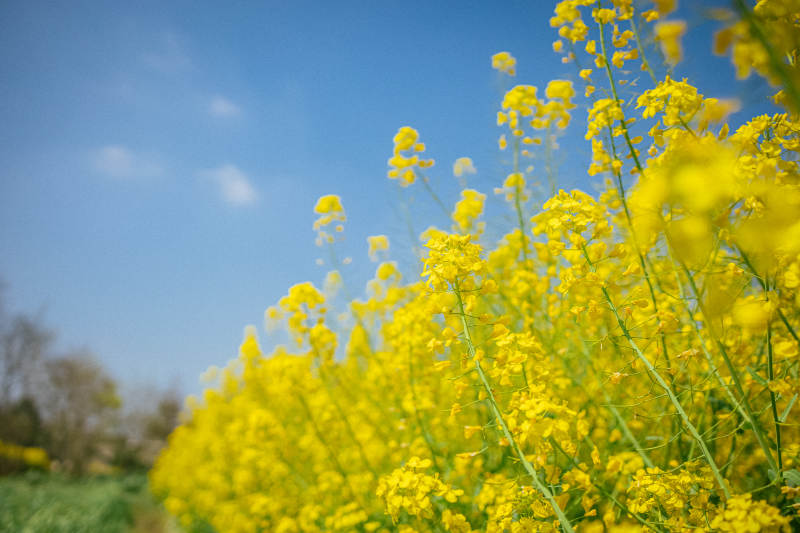 油菜花田映蓝天图片