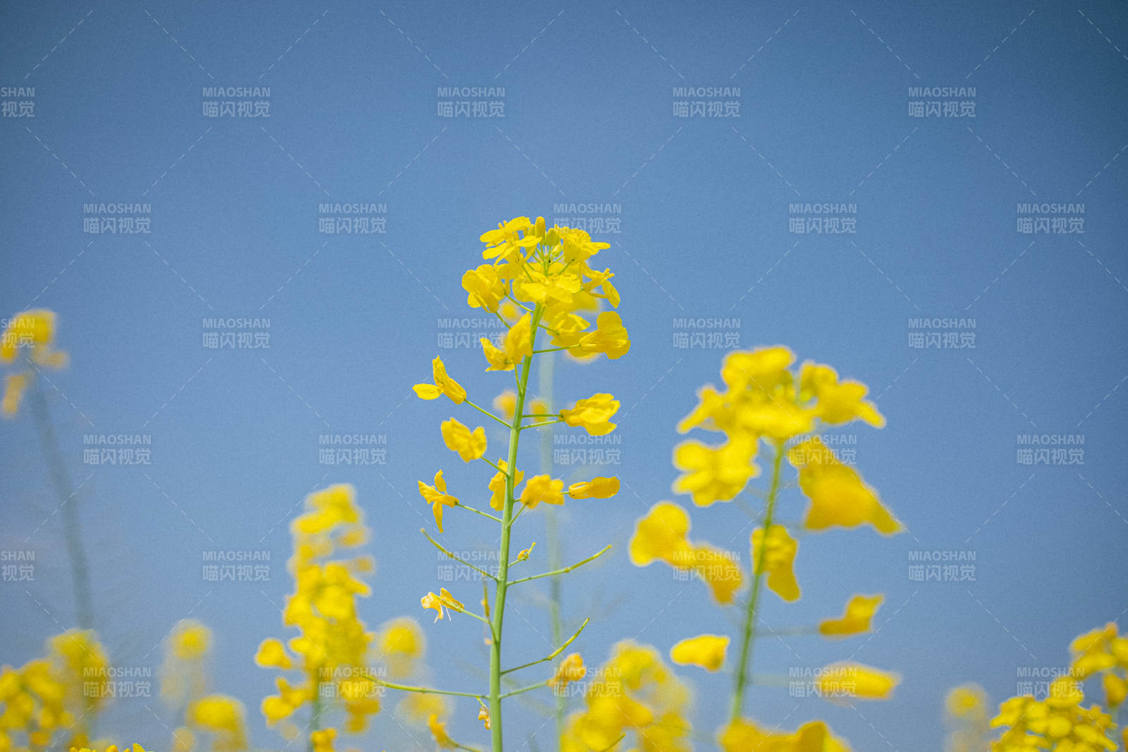 蓝天下的金黄油菜花田图片