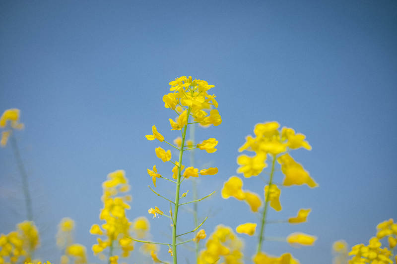 蓝天下的金黄油菜花田图片