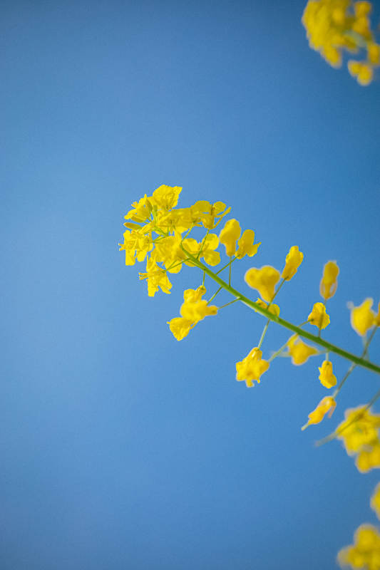 黄花映蓝天 春意盎然时图片