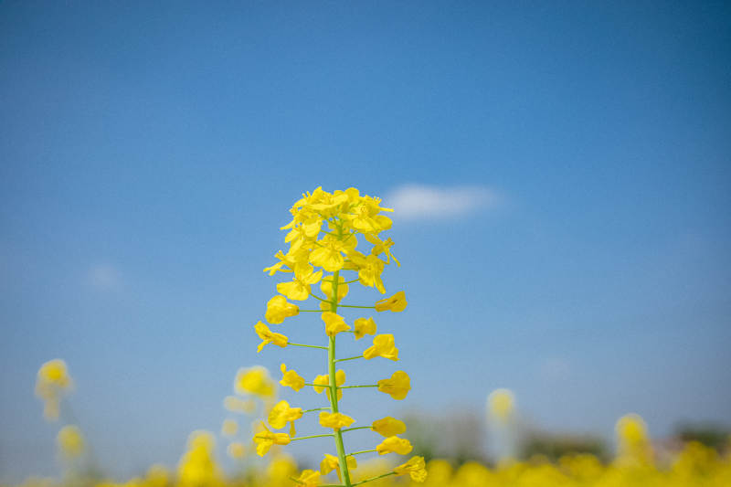 黄花映蓝天 春日生机盎然图片