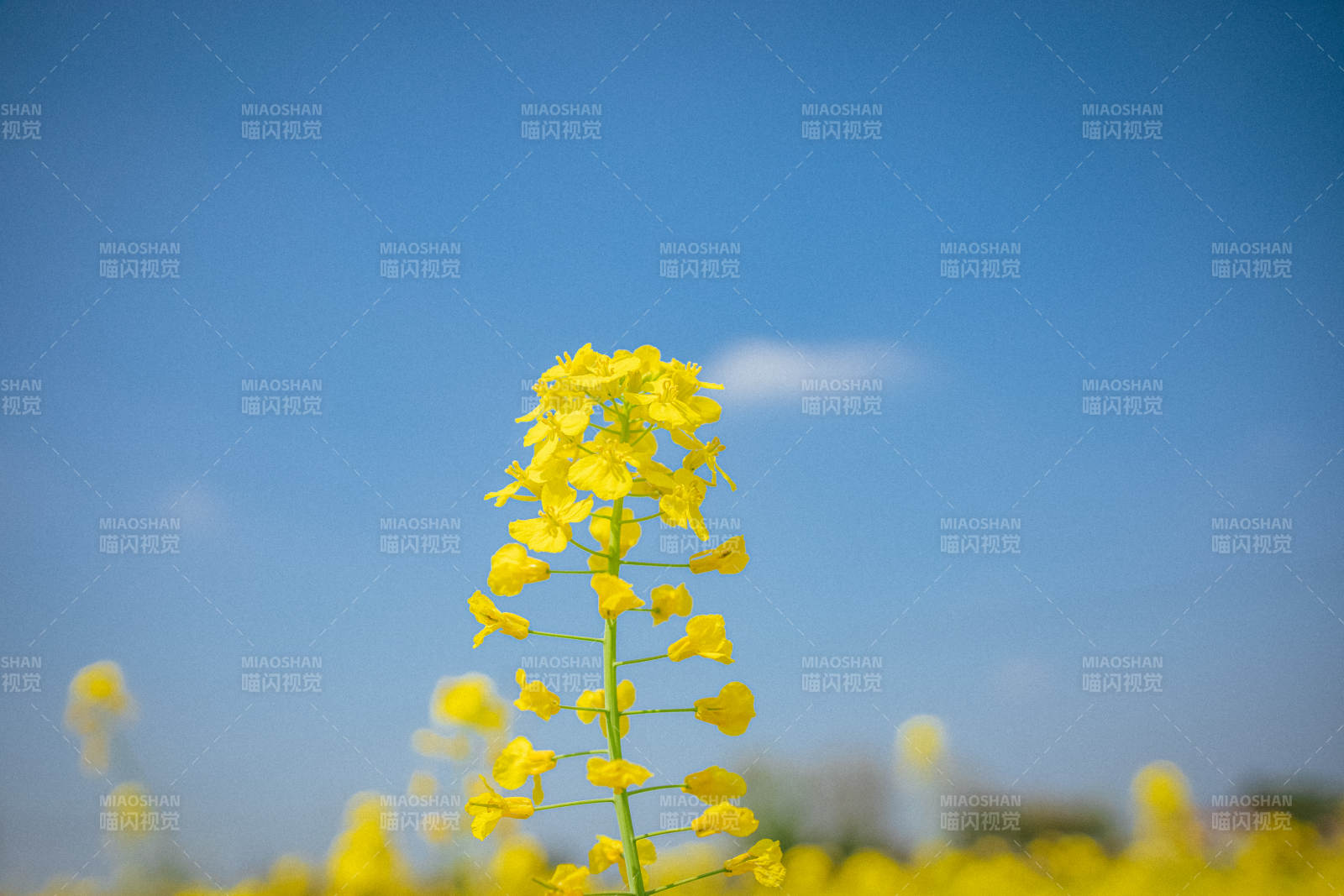 黄花映蓝天 春日生机盎然图片