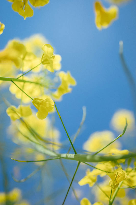 蓝天下的金黄油菜花图片