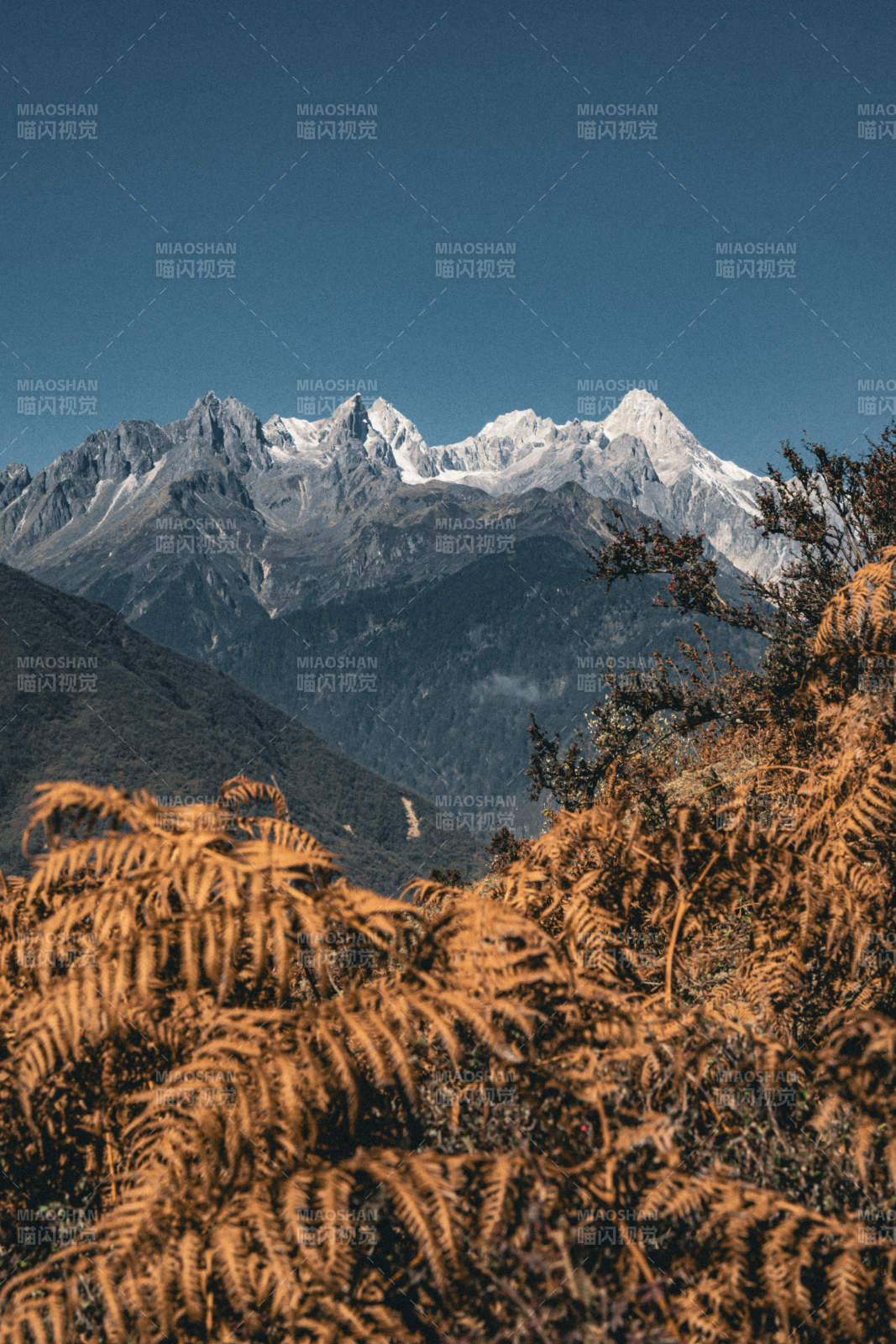 雪山映金蕨 秋色醉人心图片