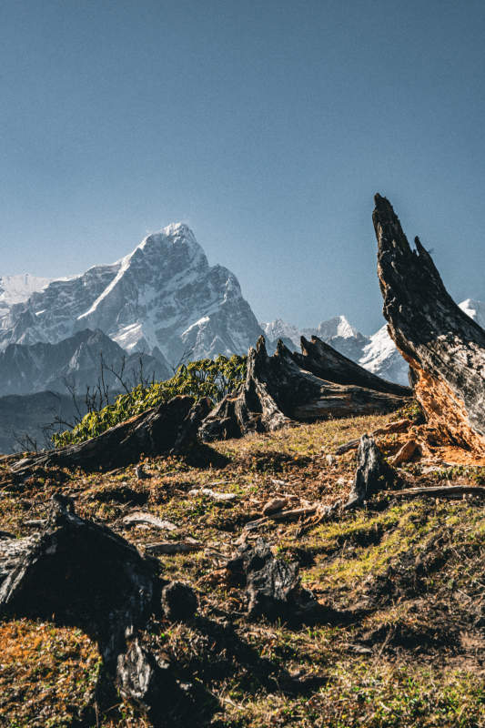 雪山枯木 苍凉壮美图片