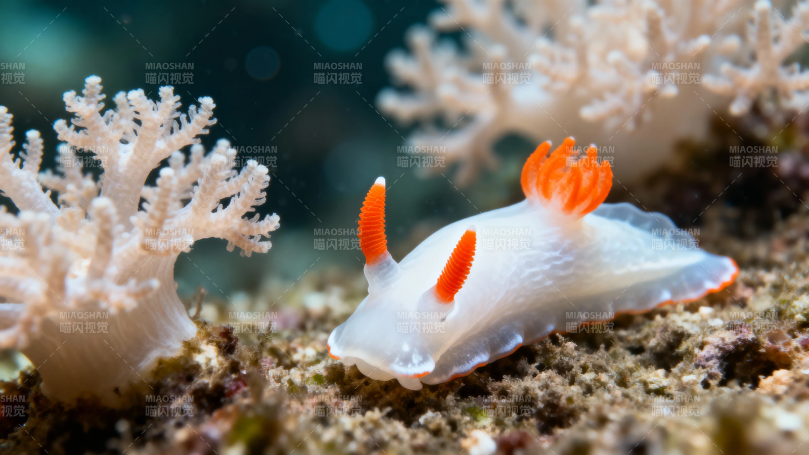 橙角白身海蛞蝓珊瑚间游图片