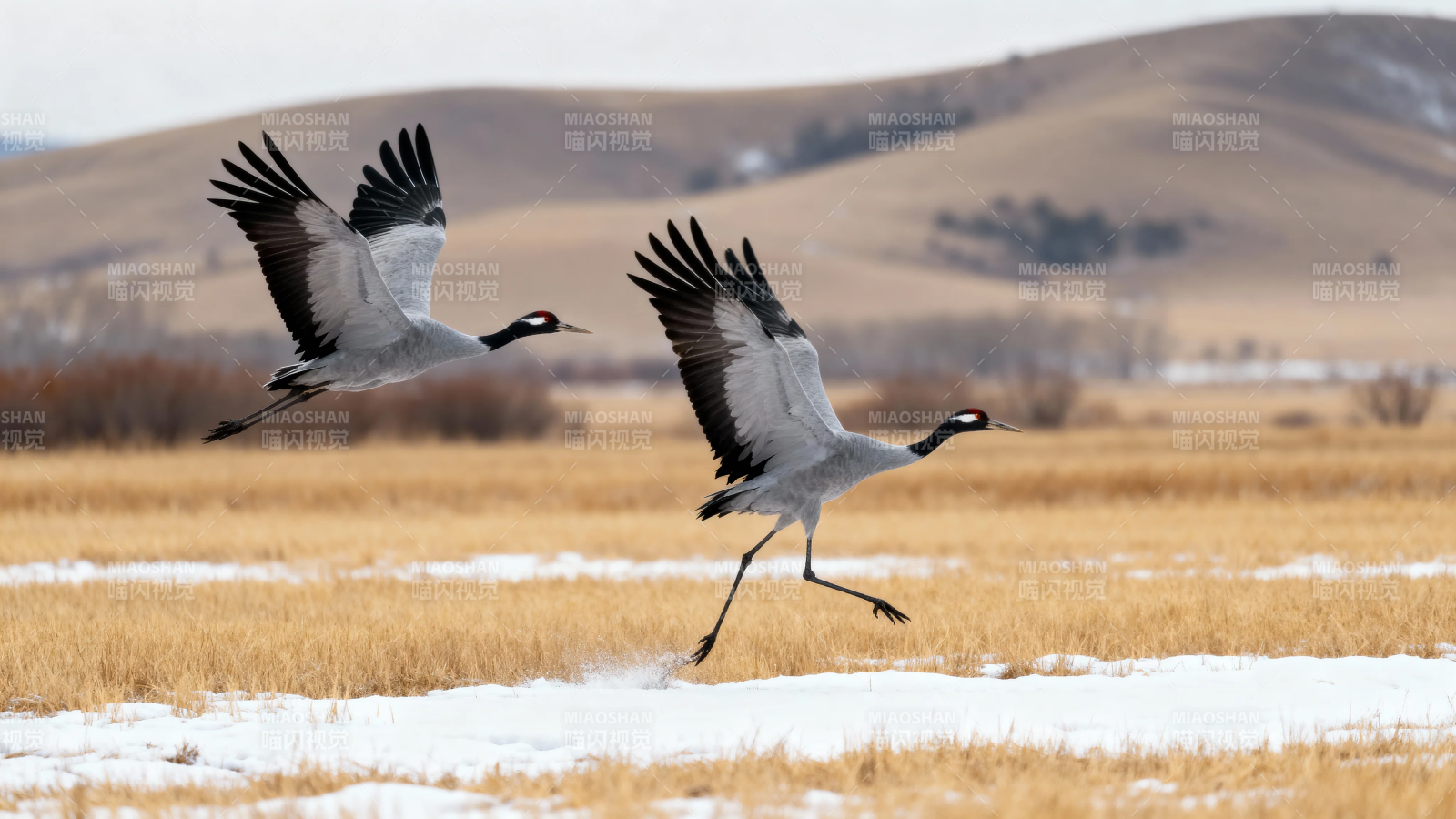 雪原双鹤展翅飞图片