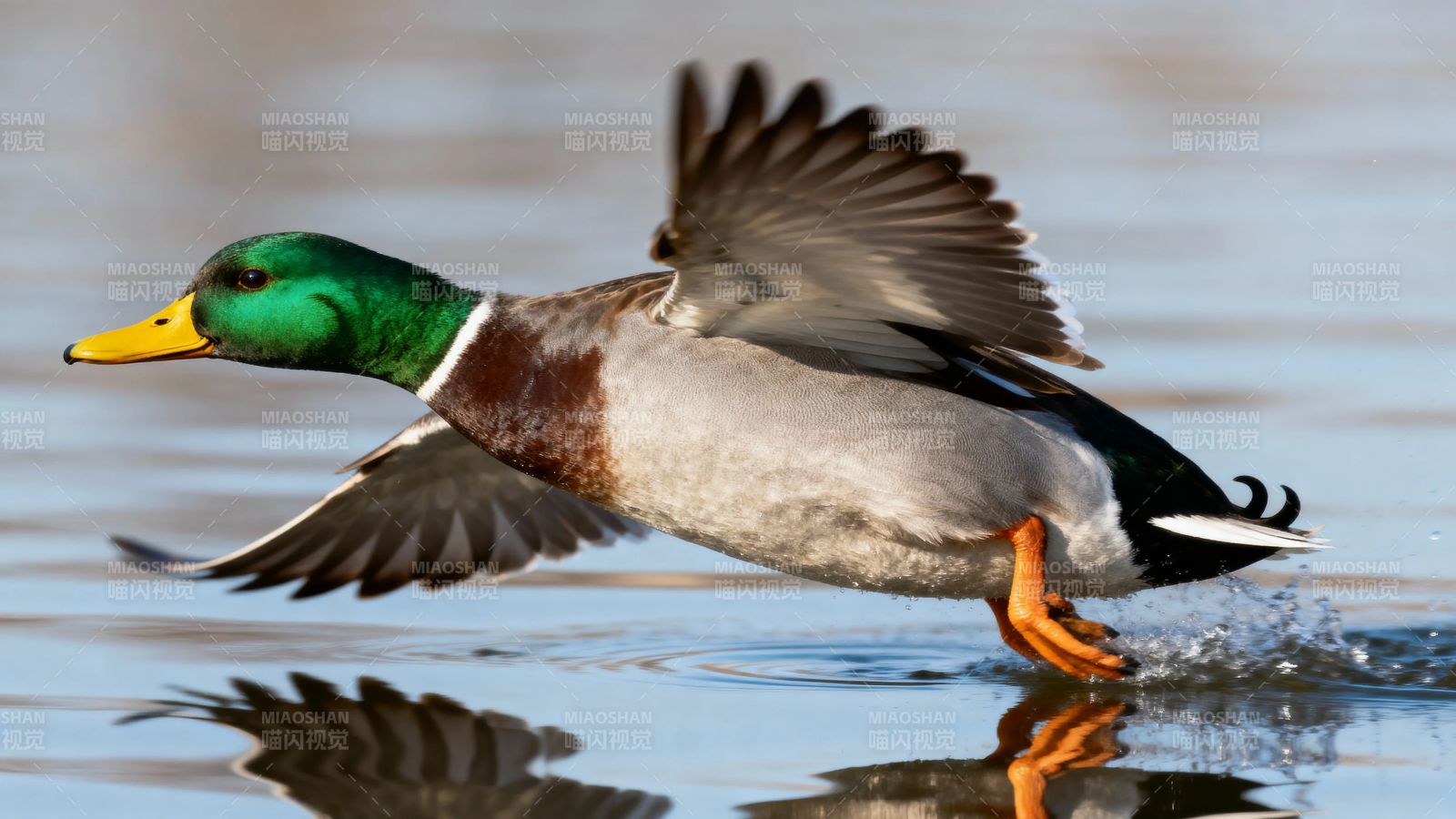 绿头鸭展翅掠水飞图片