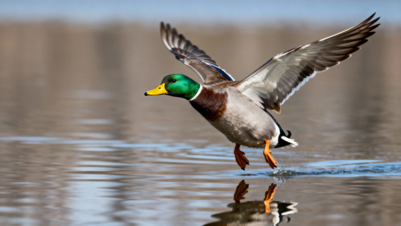 绿头鸭展翅掠水飞图片