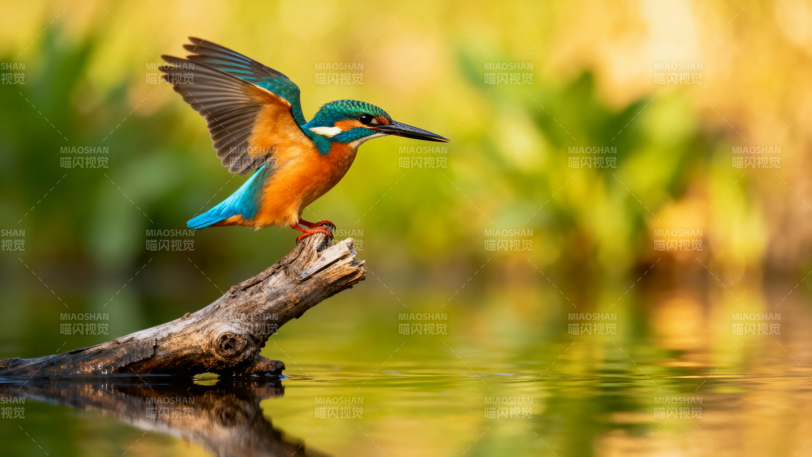 翠鸟展翅立枯枝图片