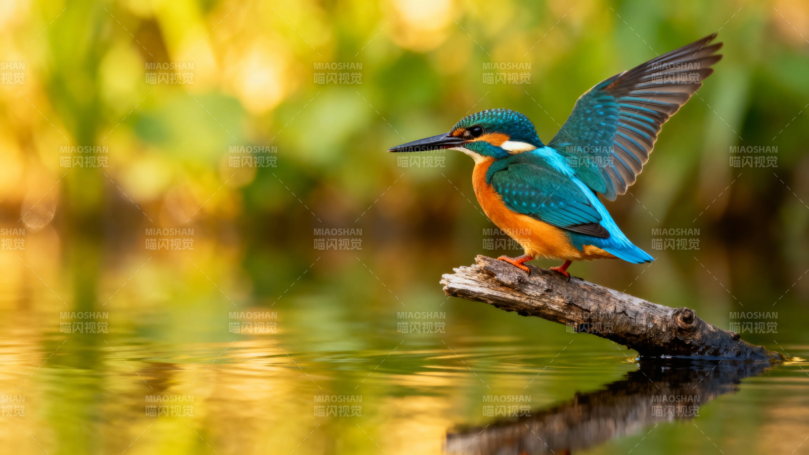 翠鸟展翅立枝头图片
