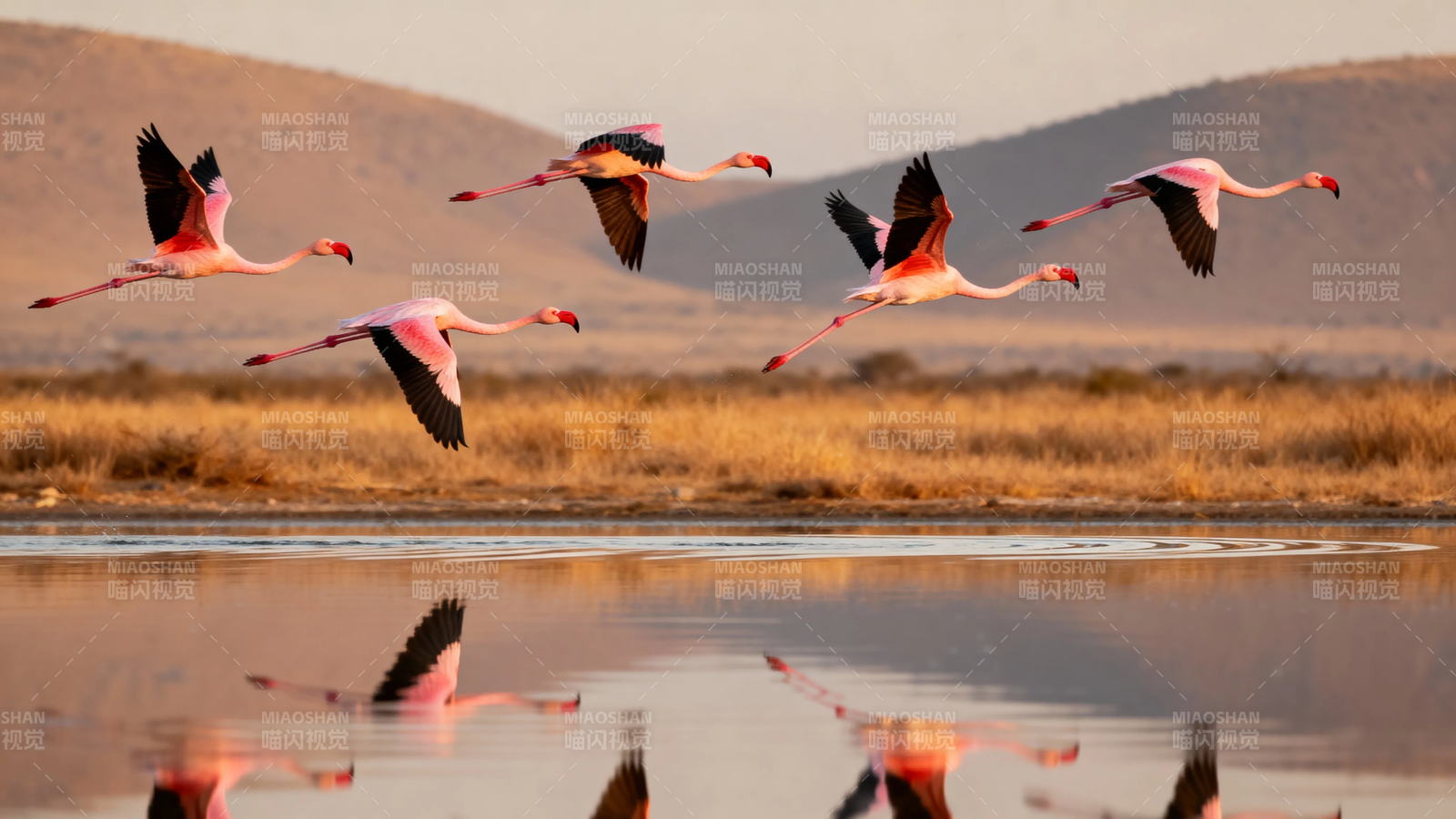 火烈鸟群飞掠湖面倒影图片