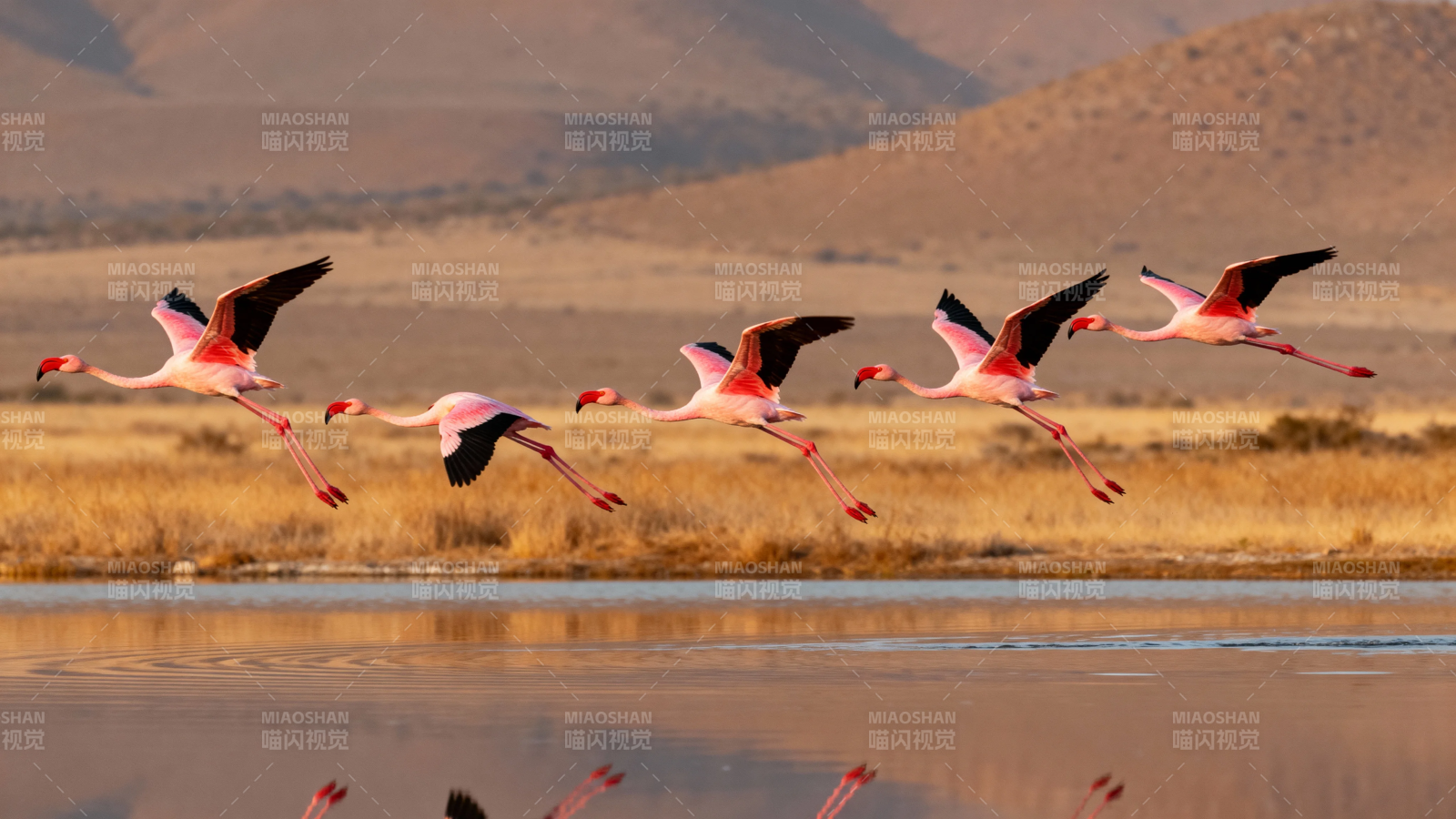 火烈鸟群飞越湖面图片