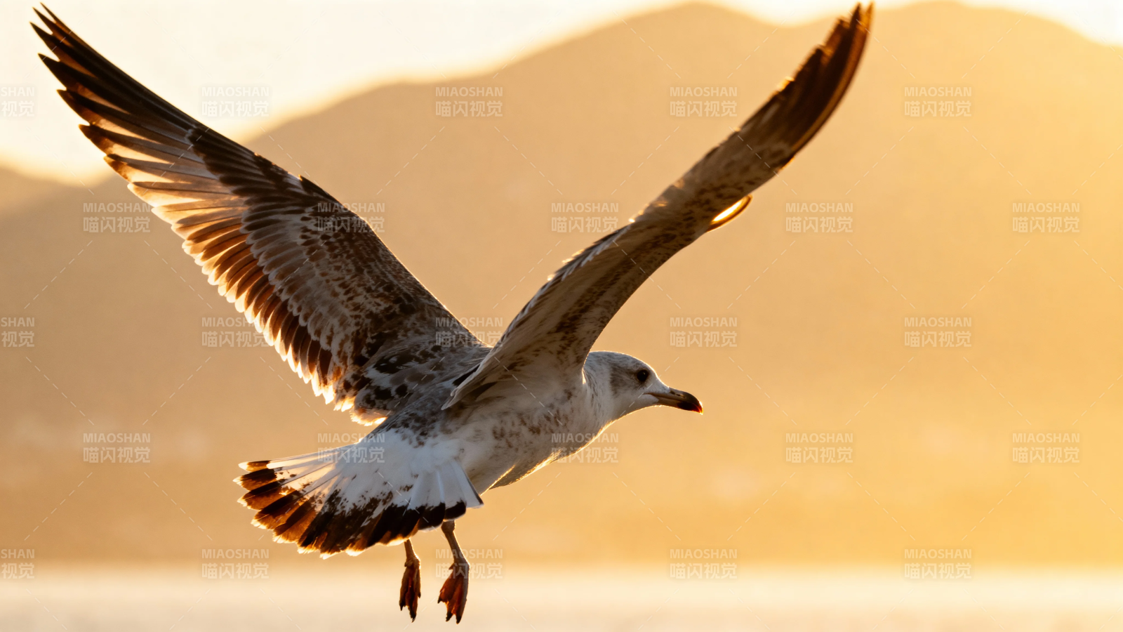 夕阳下海鸥展翅飞翔图片