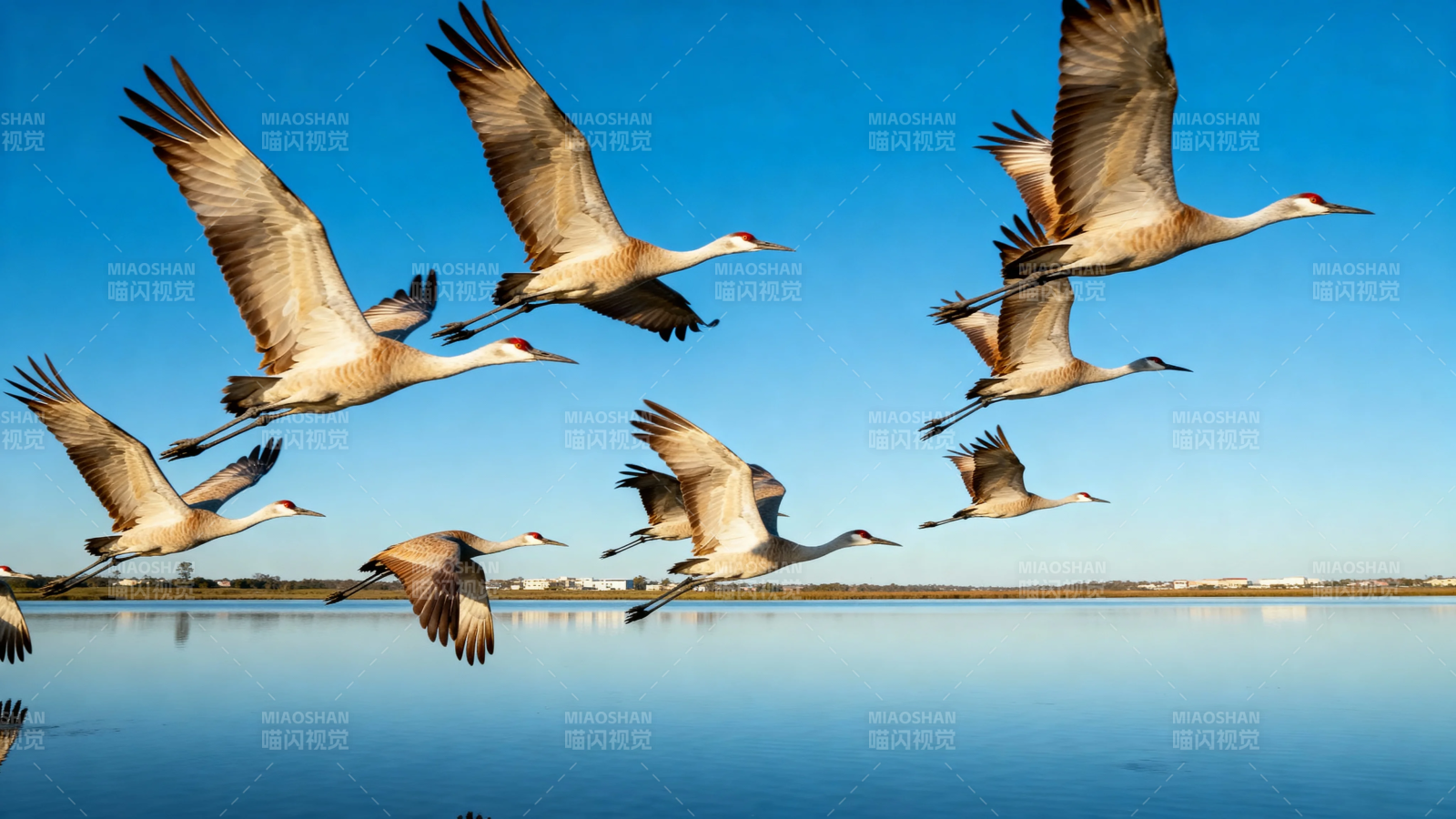 群鹤掠水飞 蓝天映影美图片