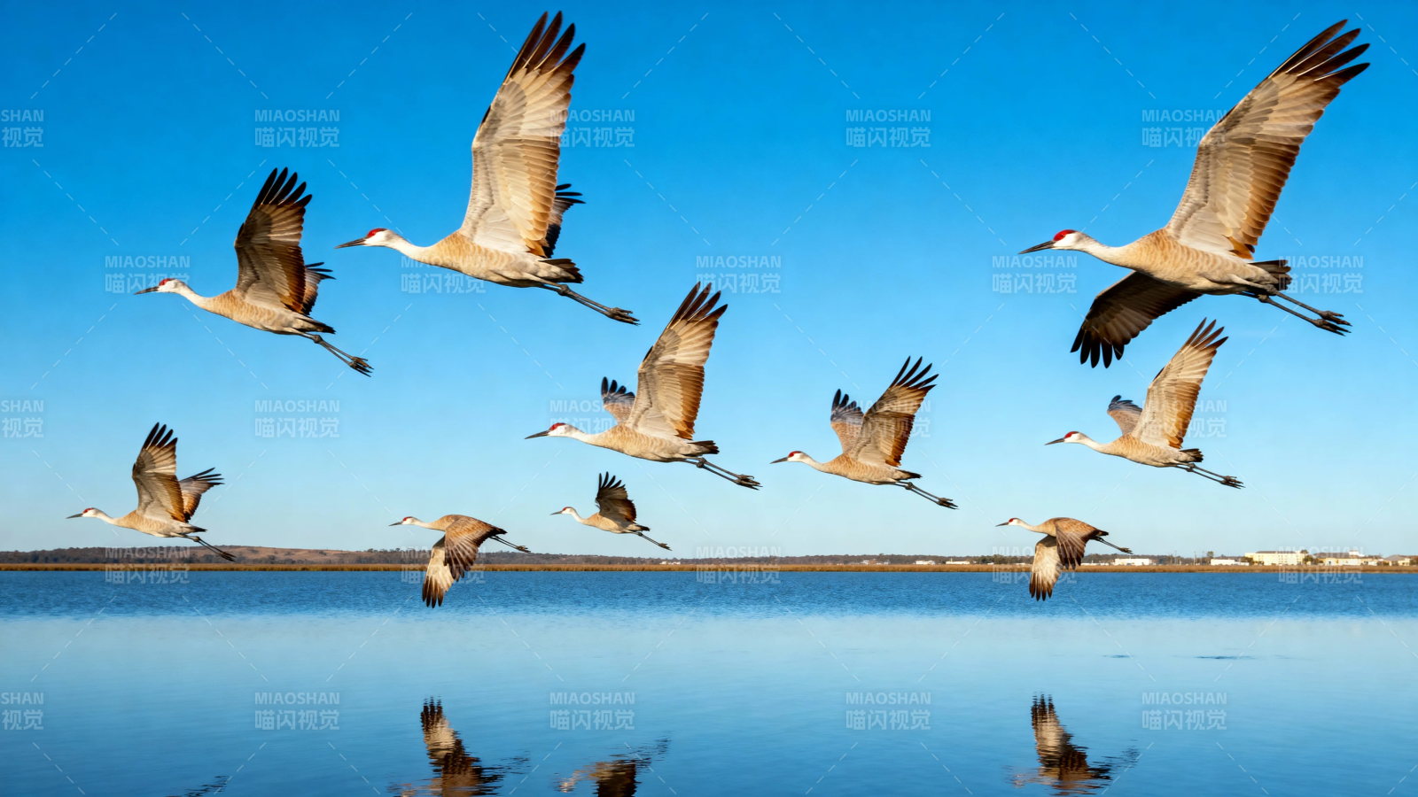 鹤群掠水飞 蓝天映倒影图片